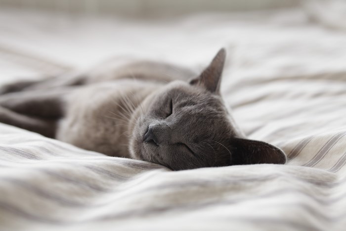 Gray Domestic Cat Sleeping Peacefully on Bed