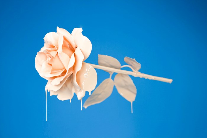 A peach rose with white paint dripping against a blue background