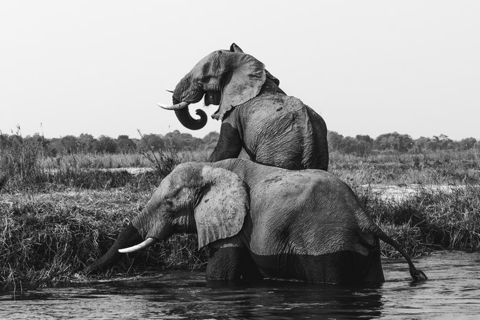 Two elephants bathing in a river in black and white