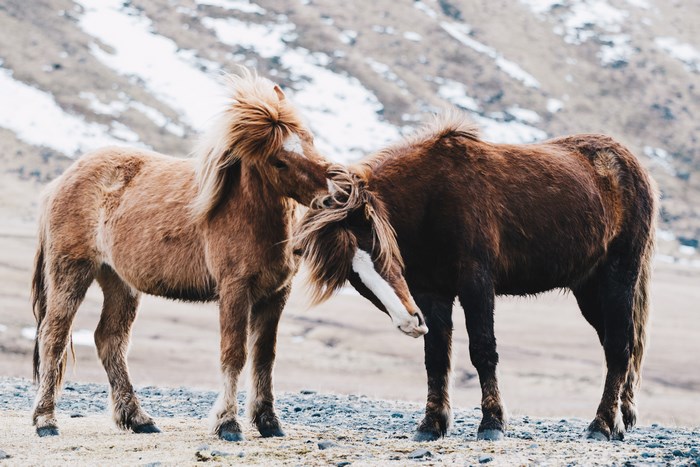 Two Icelandic horses grooming each other in Iceland