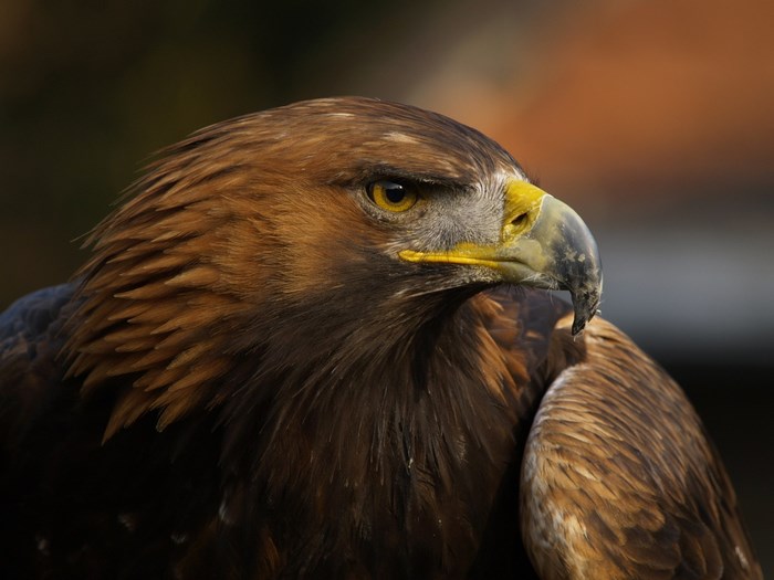 Close-up of a Golden Eagle's head