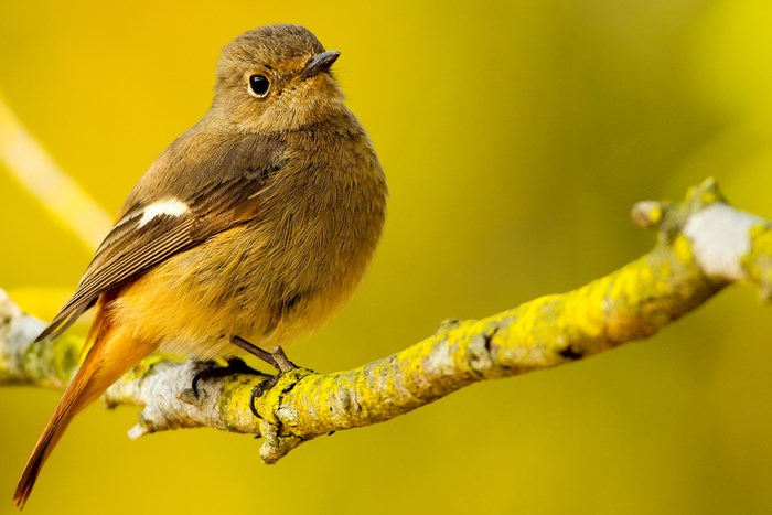 Daurian Redstart Bird Perched on Mossy Branch