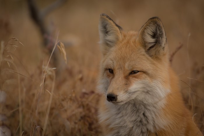 Red fox portrait in dry grass