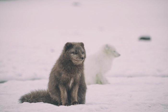 Arctic and Brown Foxes Sitting on Snow in Winter
