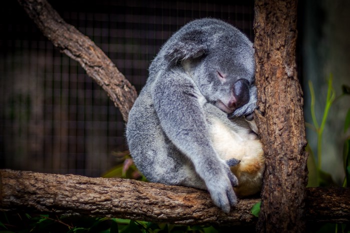 A koala sleeps soundly on a tree branch