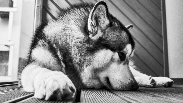 Alaskan Malamute resting on wooden planks