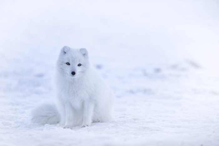 Majestic Arctic Fox Sitting in Snowy Landscape