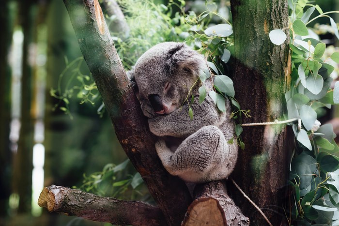 Sleeping Koala Curled Up on Tree Branch