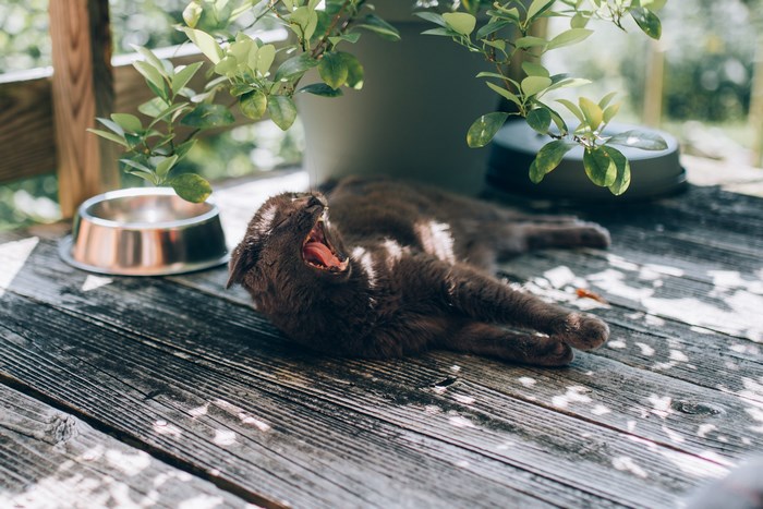 Cat yawning on a wooden deck in the shade