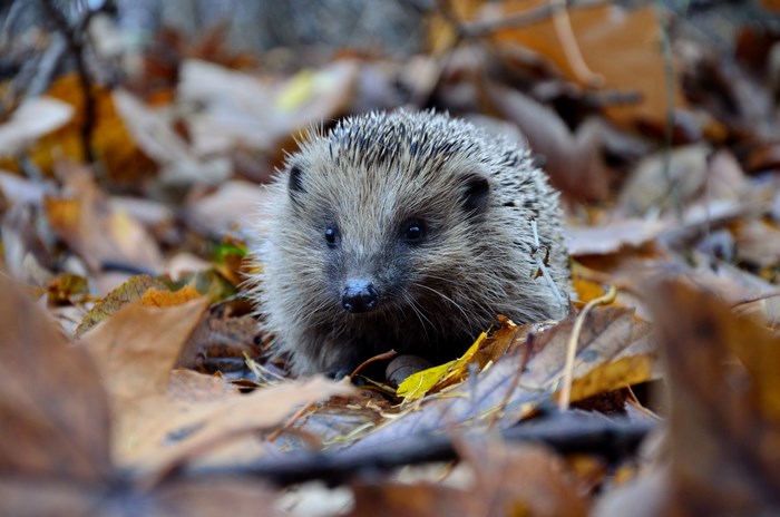 Hedgehog in autumn leaves