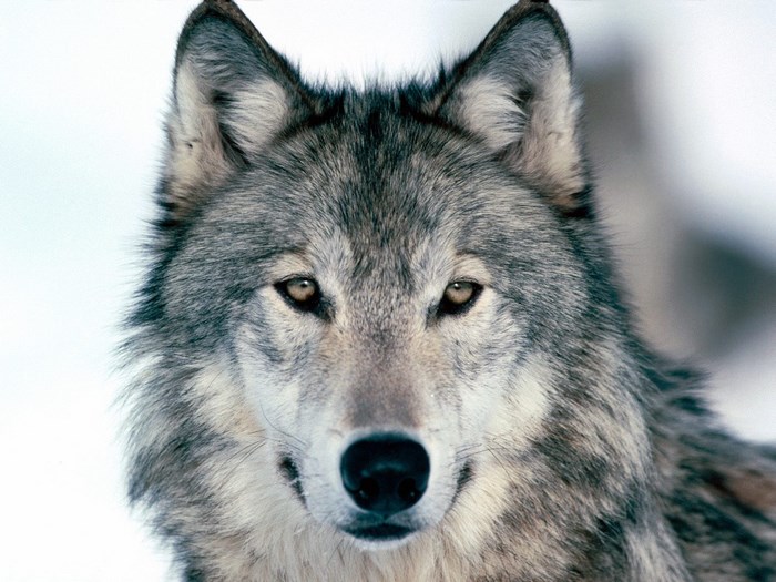 Close-Up Portrait of a Majestic Gray Wolf
