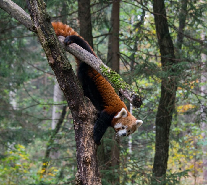 Red panda climbing on a tree branch in a forest