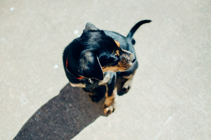 Black and tan puppy casting a shadow