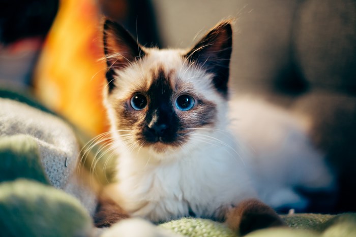 Siamese kitten with blue eyes on a blanket