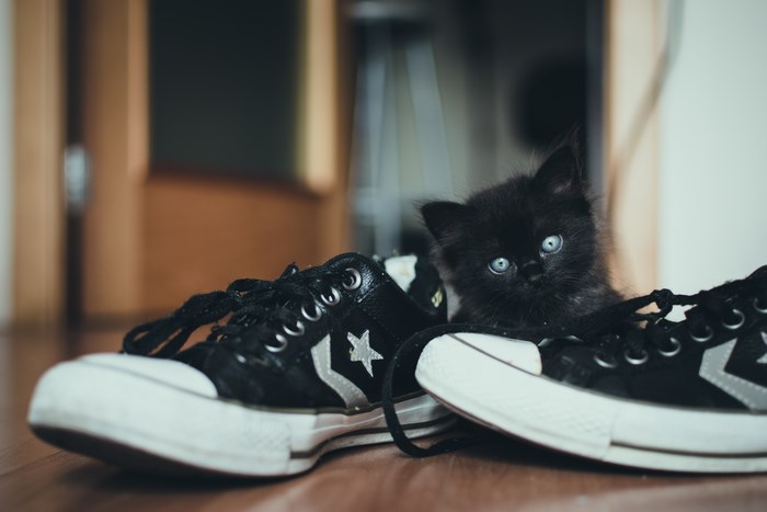 Black kitten with blue eyes hiding in a Converse sneaker