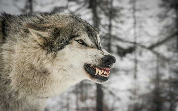 Close-up of a wolf snarling in a snowy forest