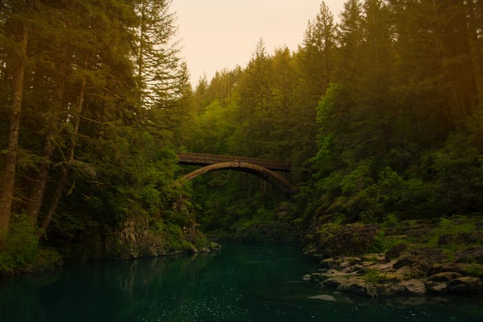 Wooden bridge over a river in a forest
