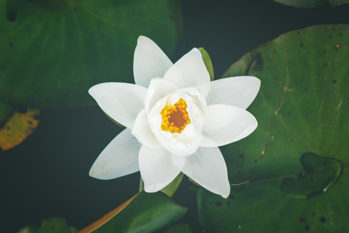 White water lily flower with yellow center on green lily pads
