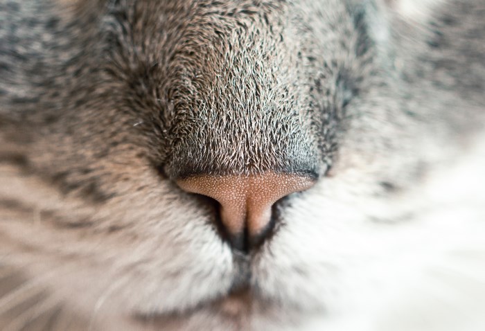 Close-up of a cat's nose and fur