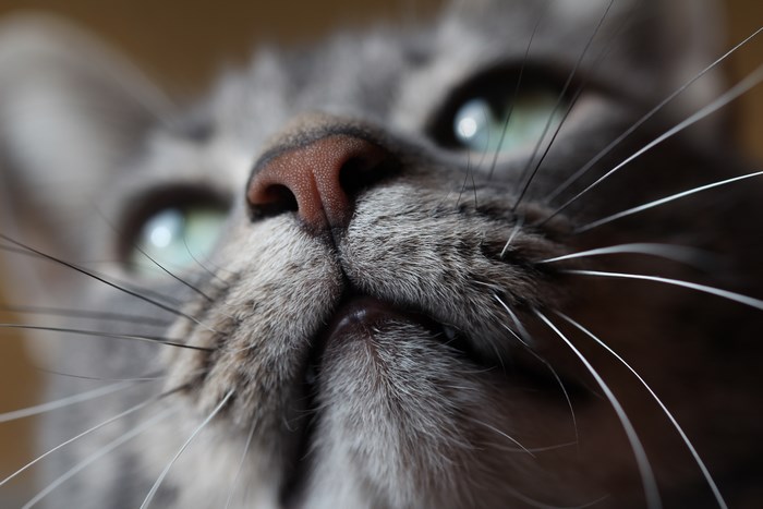 Close-up of a cat's nose and whiskers