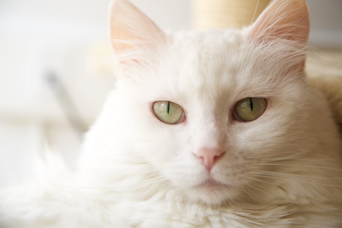 Close-up portrait of a white cat with green eyes