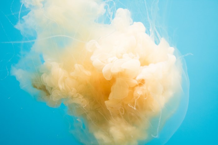 Jellyfish with orange and white tentacles in blue water