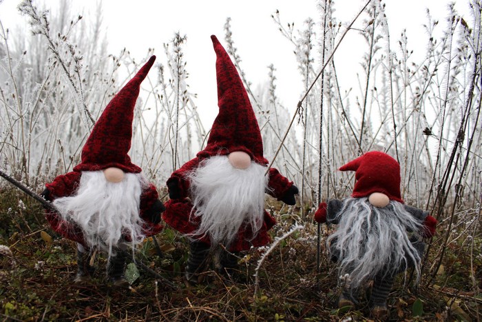 Three gnomes with red hats in a frosty field