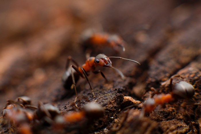 Macro closeup of red ants on wood