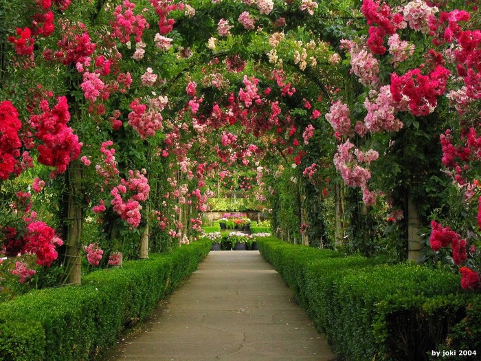 Garden path with rose archway and manicured hedges