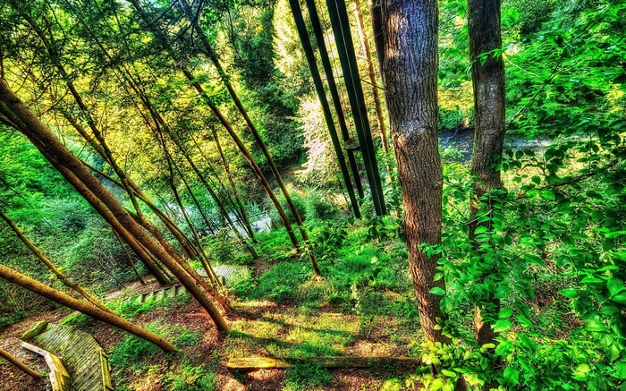 Sunlight filters through trees onto a forest path