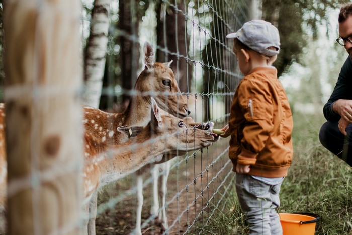 Child feeding deer at a zoo