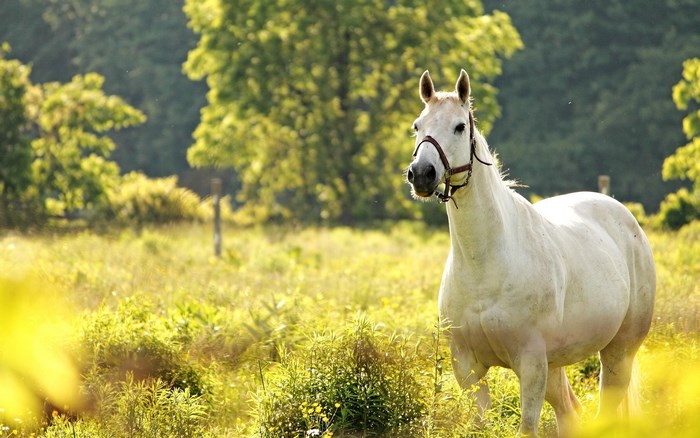 White horse in a sunlit field