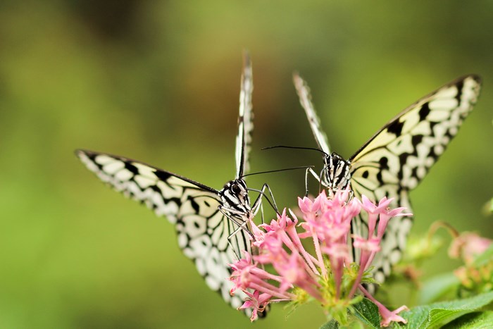 Two butterflies feeding on pink flowers in Taiwan