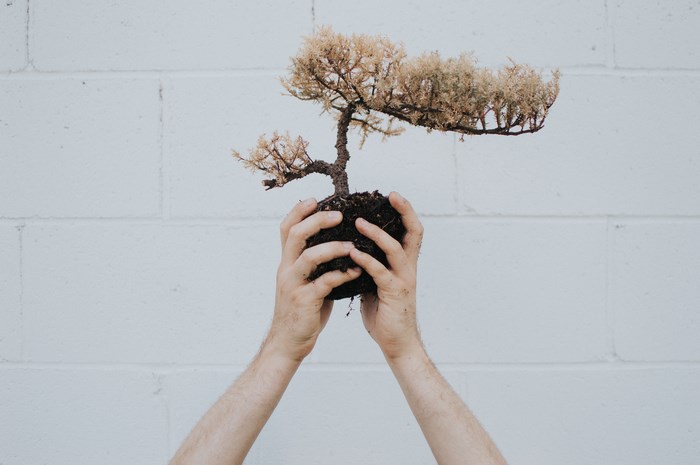 Hands holding a dead bonsai tree with soil