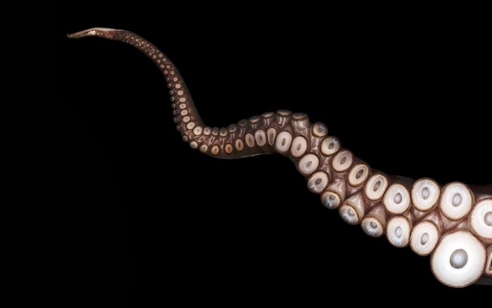 Octopus Tentacle with Suckers Close-up