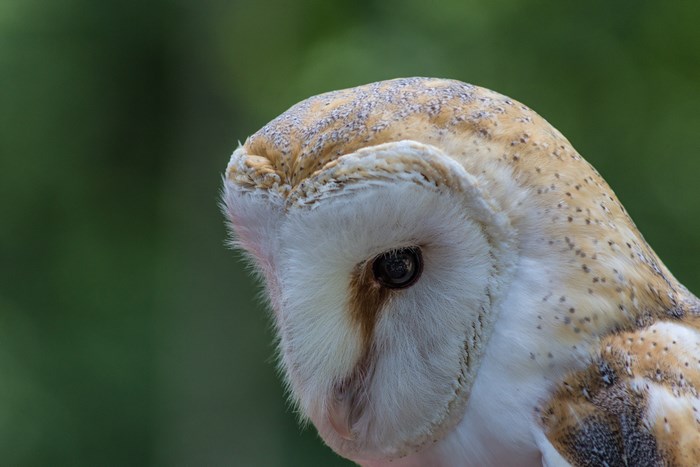 Close-up of a Barn Owl's head and eye