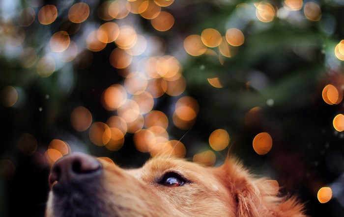 Golden Retriever looking up at bokeh lights