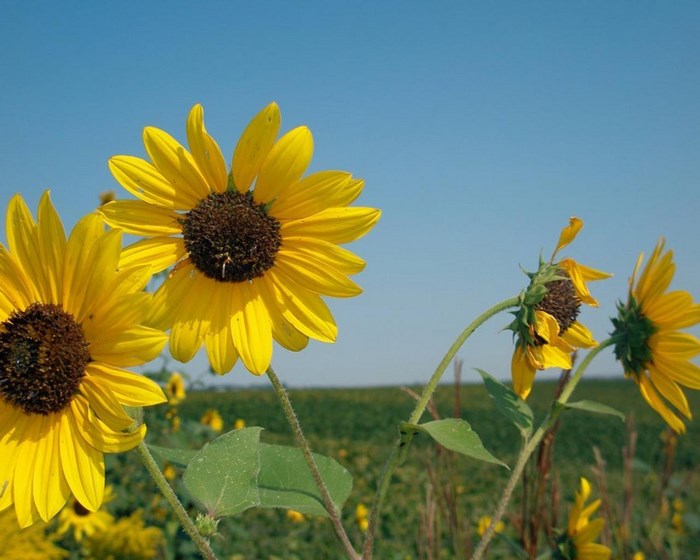 Sunflowers in a field under a blue sky