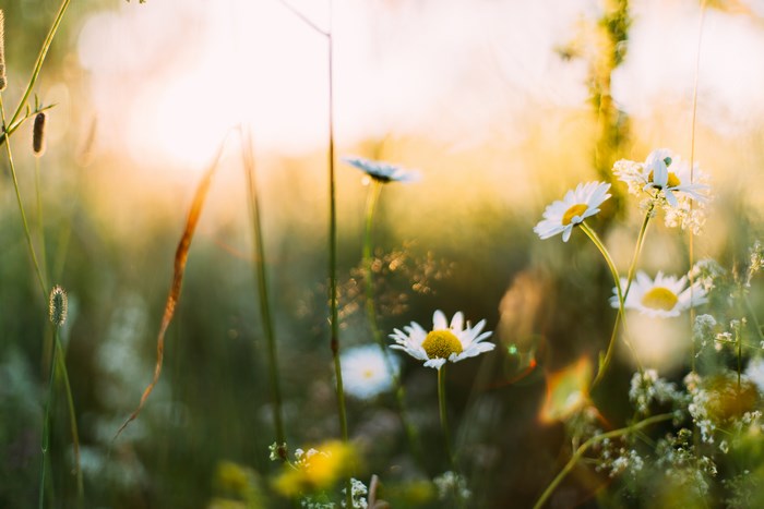 Field of daisies at sunset with sun flare