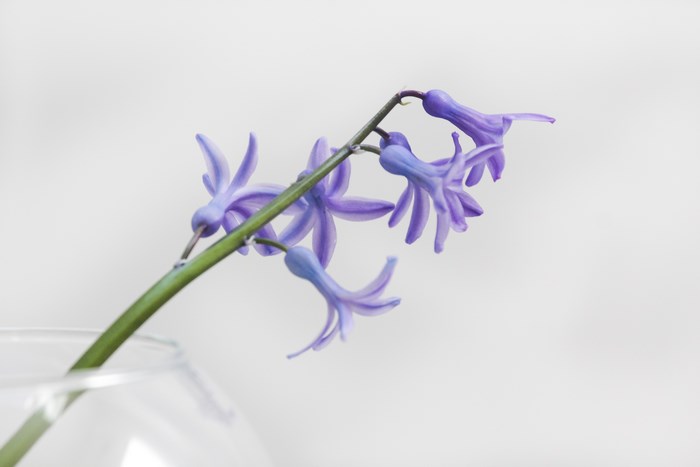 Purple hyacinth flowers in a glass vase