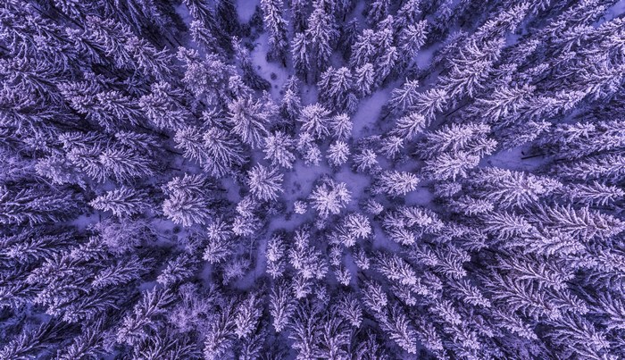Aerial View of Snow-Covered Purple Evergreen Forest