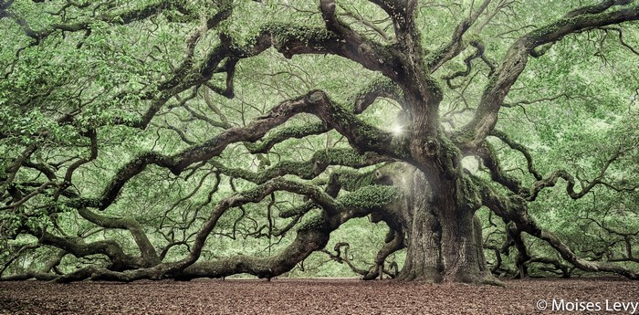 Angel Oak Tree with Mossy Branches