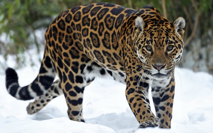 Jaguar walking in the snow