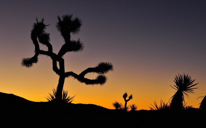 Joshua Tree National Park at Dusk