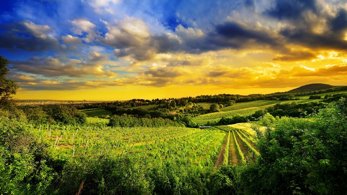 Vineyard landscape at sunset with rolling hills
