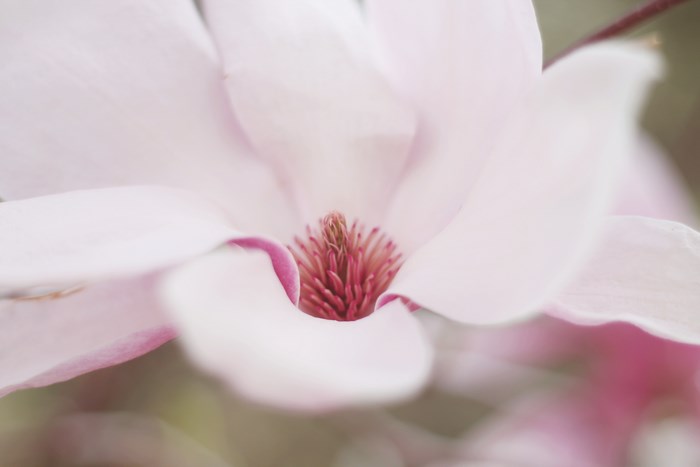 Delicate Pale Pink Magnolia Blossom Close-Up