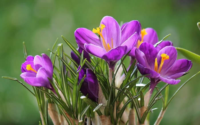Purple Crocus Flowers with Yellow Stamens
