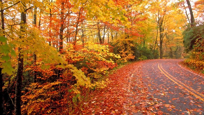 Road covered in autumn leaves