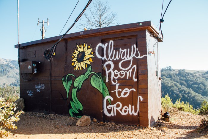 Graffiti of a sunflower and phrase on a shed