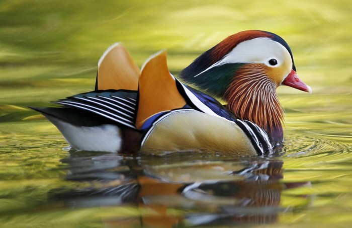 Mandarin duck swimming in water
